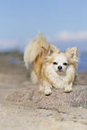 Chihuahua on the beach