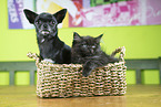 Chihuahua and Ragdoll Kitten