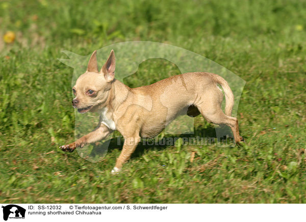 running shorthaired Chihuahua / SS-12032