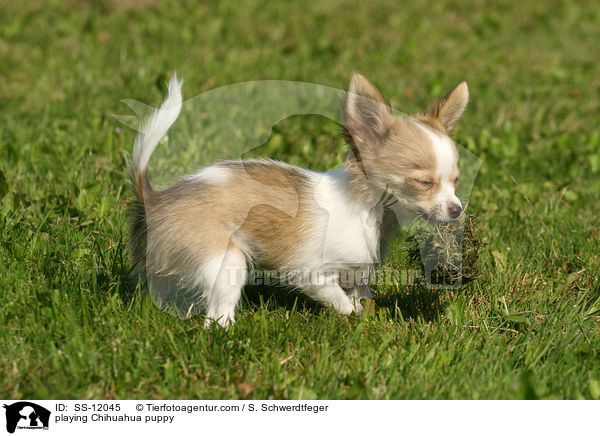 playing Chihuahua puppy / SS-12045