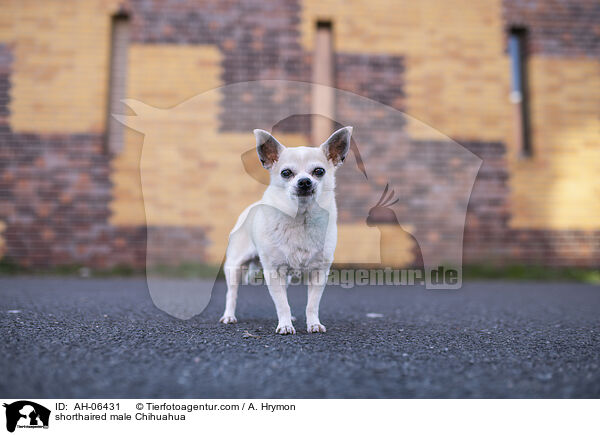 shorthaired male Chihuahua / AH-06431
