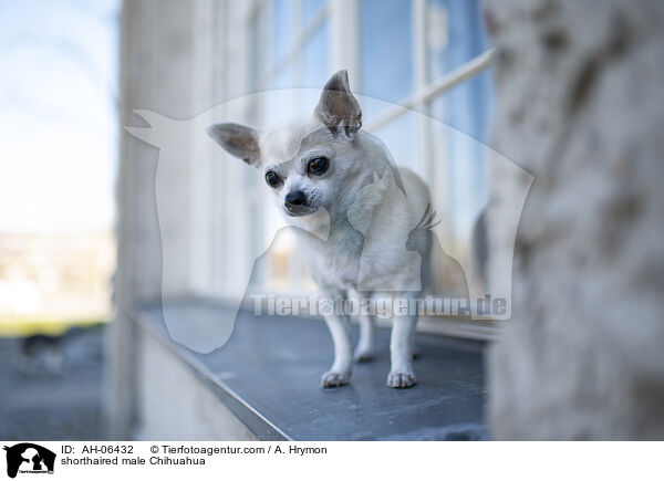 shorthaired male Chihuahua / AH-06432
