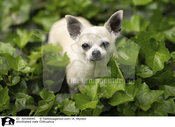 shorthaired male Chihuahua / AH-06440