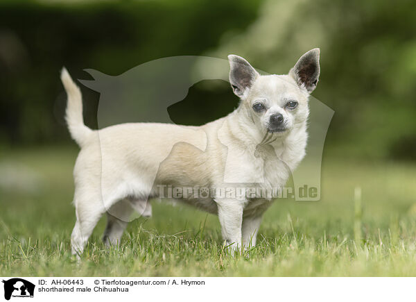shorthaired male Chihuahua / AH-06443