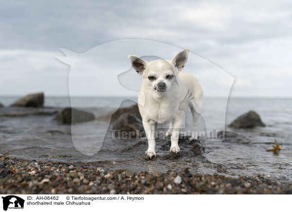 shorthaired male Chihuahua / AH-06462
