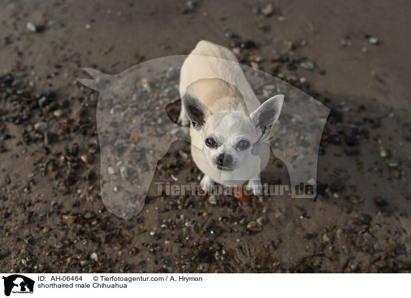 shorthaired male Chihuahua / AH-06464