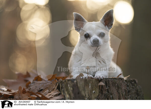 shorthaired male Chihuahua / AH-06467