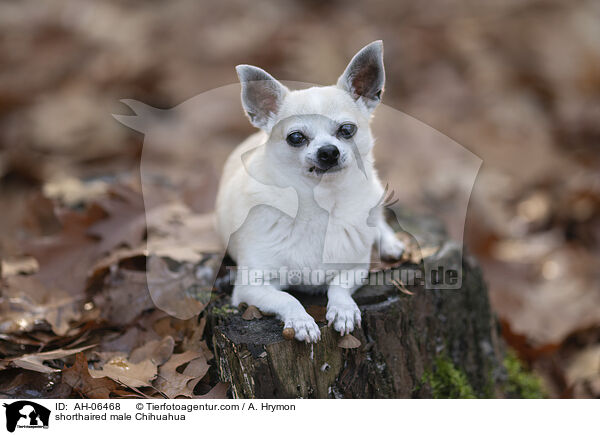 shorthaired male Chihuahua / AH-06468