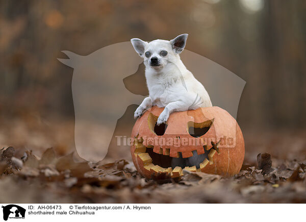 shorthaired male Chihuahua / AH-06473