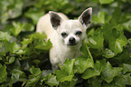 shorthaired male Chihuahua