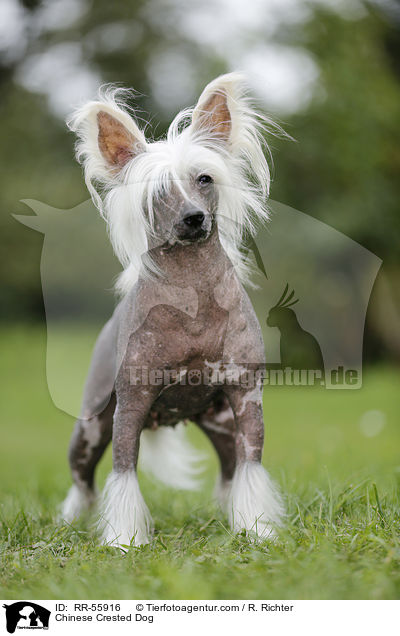 Chinese Crested Dog / RR-55916