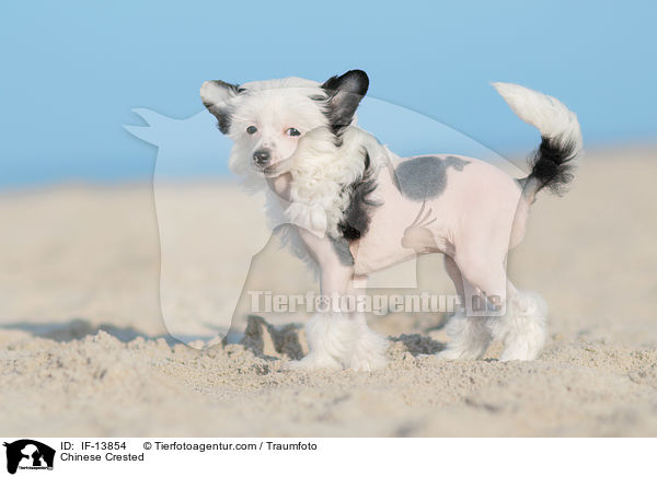 Chinese Crested / IF-13854