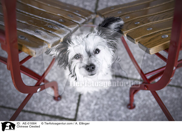 Chinese Crested / AE-01684