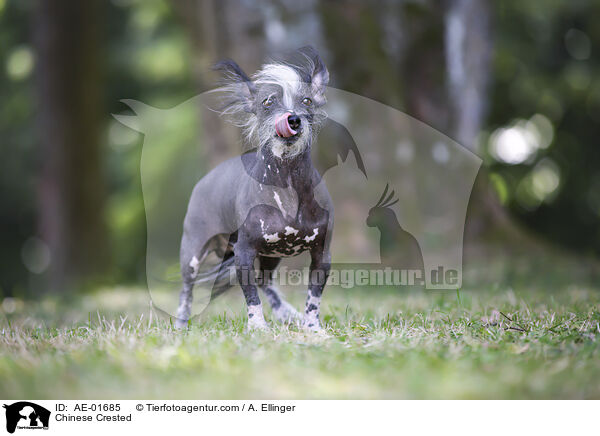 Chinese Crested / AE-01685