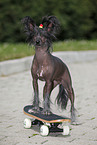 standing Chinese Crested