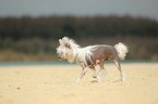 running Chinese Crested