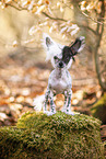 Chinese Crested in autumn