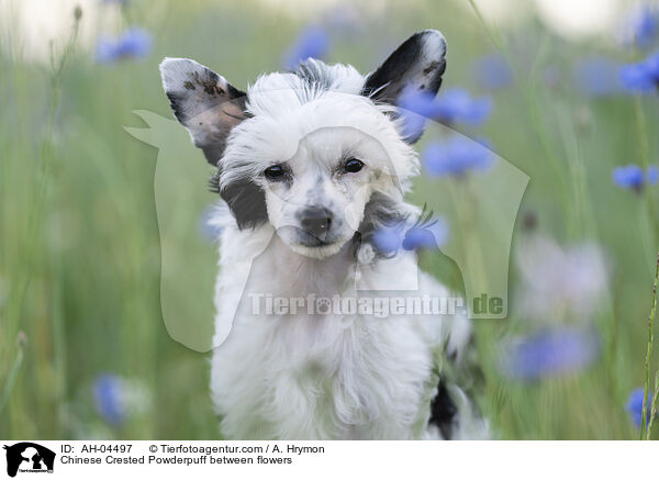 Chinese Crested Powderpuff between flowers / AH-04497