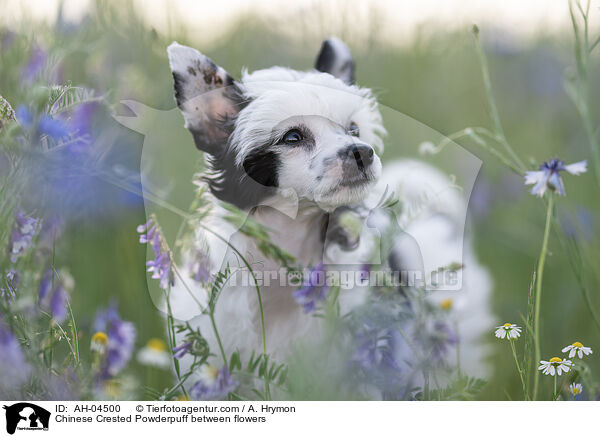 Chinese Crested Powderpuff between flowers / AH-04500