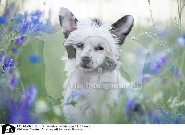 Chinese Crested Powderpuff between flowers / AH-04502