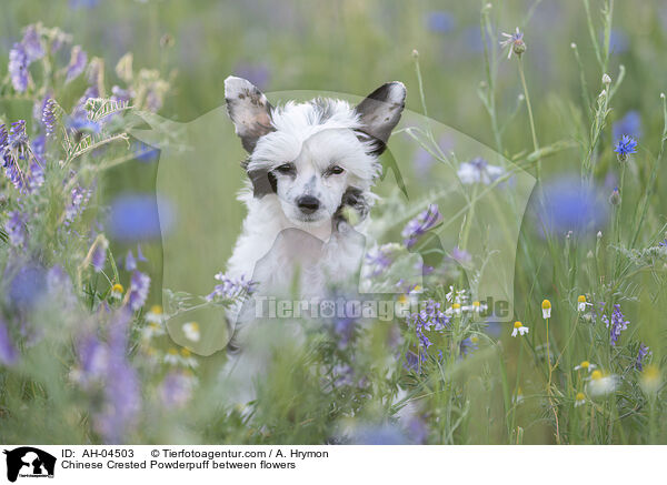 Chinese Crested Powderpuff between flowers / AH-04503