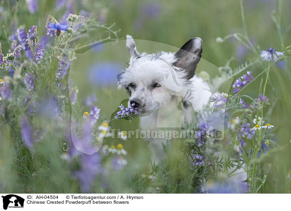 Chinese Crested Powderpuff between flowers / AH-04504