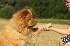 Chow-Chow gives paw
