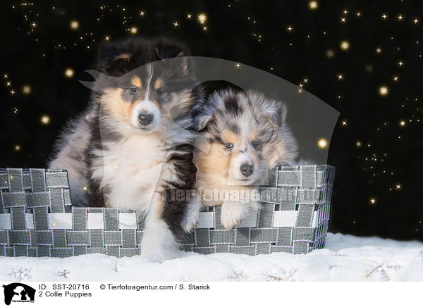 2 Collie Welpen / 2 Collie Puppies / SST-20716