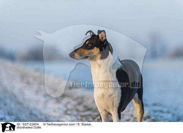shorthaired Collie / SST-22604