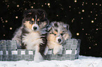 2 Collie Puppies