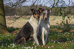 2 shorthaired Collies