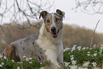 adult shorthaired Collie