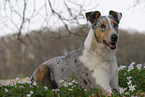 adult shorthaired Collie