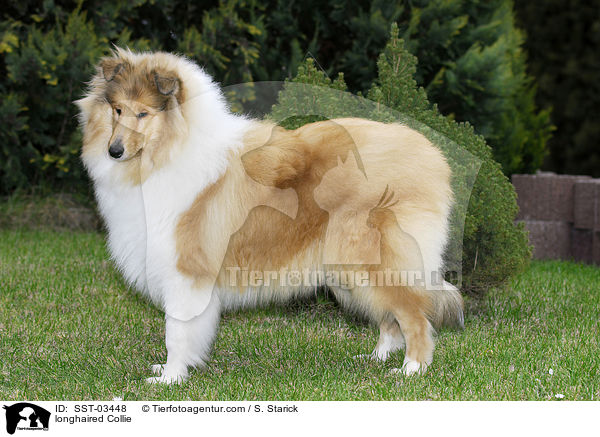 longhaired Collie / SST-03448