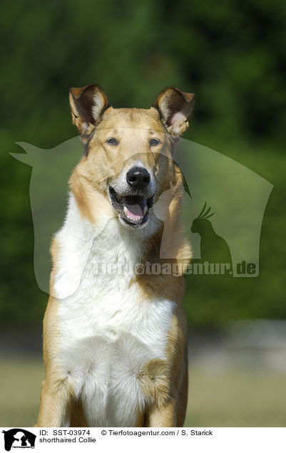shorthaired Collie / SST-03974