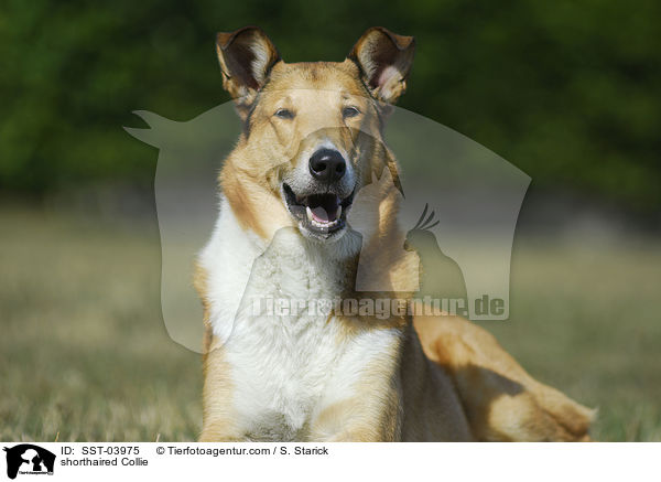 shorthaired Collie / SST-03975