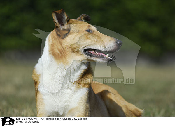 shorthaired Collie / SST-03976