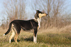 shorthaired Collie