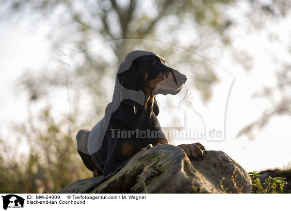 black-and-tan Coonhound / MW-24009