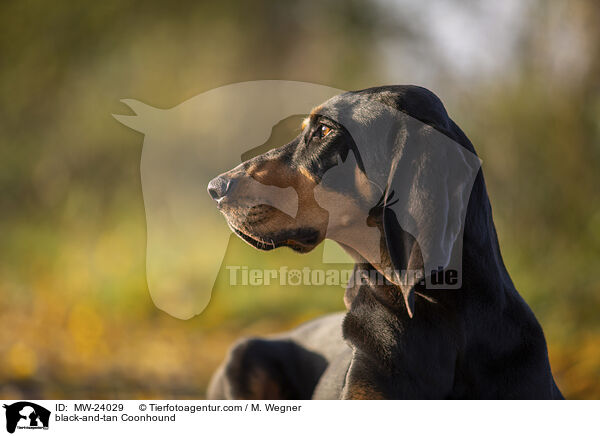 black-and-tan Coonhound / MW-24029
