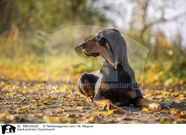 black-and-tan Coonhound / MW-24030