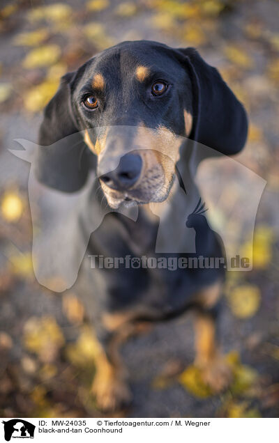 black-and-tan Coonhound / MW-24035