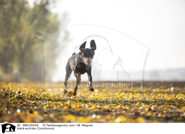 black-and-tan Coonhound / MW-24049