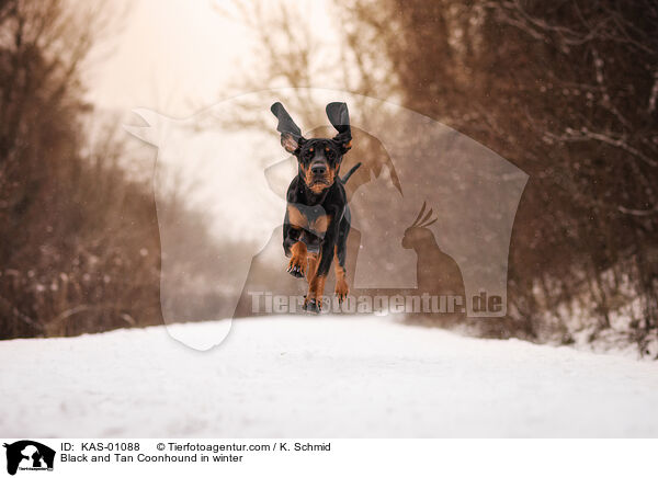Black and Tan Coonhound in winter / KAS-01088