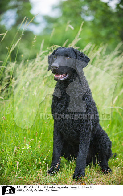 sitting Curly Coated Retriever / SST-14051