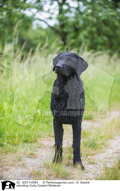 standing Curly Coated Retriever / SST-14064