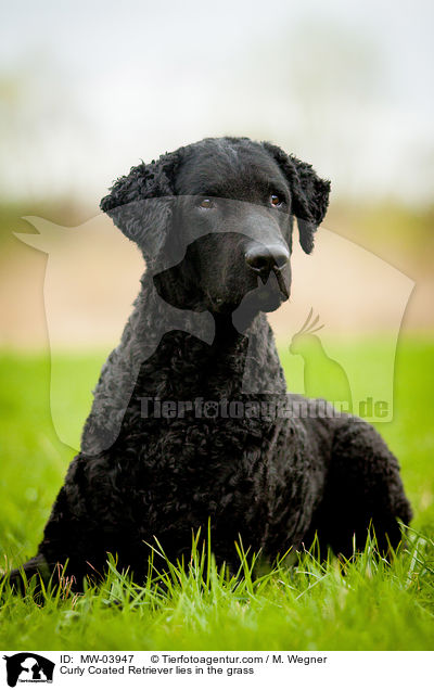 Curly Coated Retriever lies in the grass / MW-03947