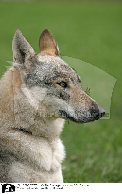 Czechoslovakian wolfdog Portrait / RR-00777