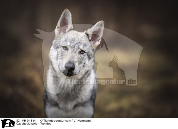 Czechoslovakian Wolfdog / VH-01834