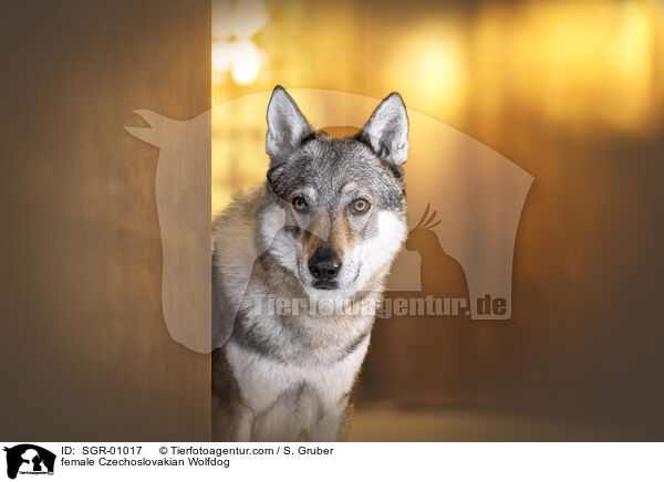female Czechoslovakian Wolfdog / SGR-01017